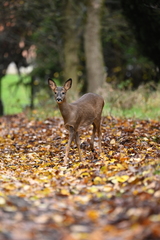 Capreolus
