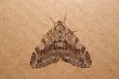 Trichopteryx polycommata