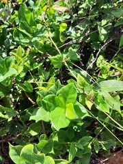 Forsteronia leptocarpa