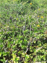 Pleopeltis lepidopteris