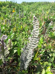 Pleopeltis lepidopteris