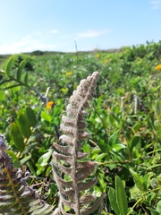 Pleopeltis lepidopteris