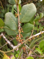 Eugenia catharinae