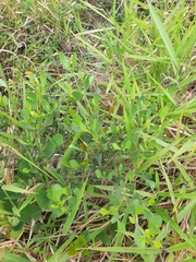 Symphyopappus casarettoi