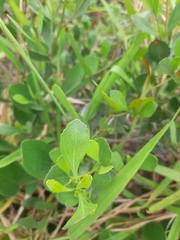 Symphyopappus casarettoi