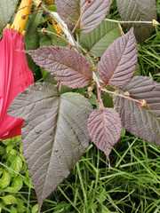 Rubus floribundus