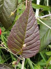 Rubus floribundus