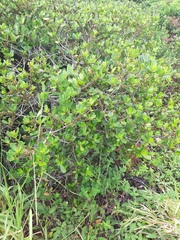 Myrsine parvifolia