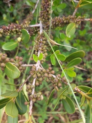 Myrsine parvifolia