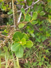 Myrsine parvifolia