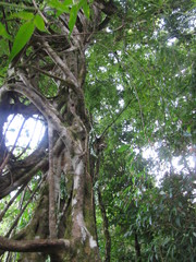 Ficus dendrocida