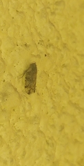 Cixiosoma bonaerense
