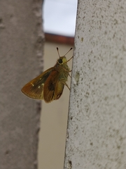 Hesperiinae