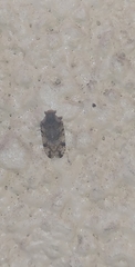 Cixiosoma bonaerense