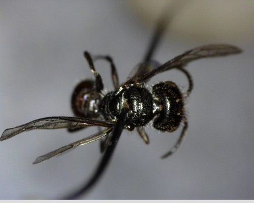 iNaturalist observation photo of Myrmosula