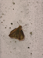 Hesperiinae