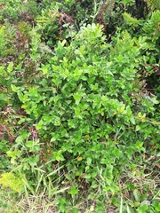 Forsteronia leptocarpa