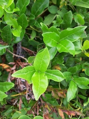 Forsteronia leptocarpa