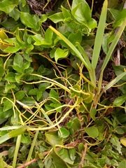 Peperomia glabella