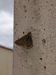 Hesperiinae