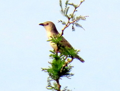 Croaking Cisticola photo 4