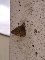 Hesperiinae