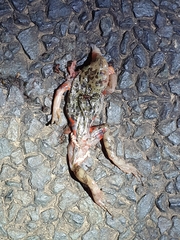 Hylambates maculatus