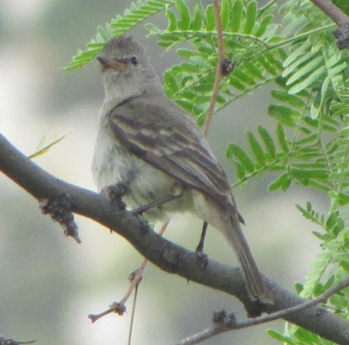 Camptostoma imberbe