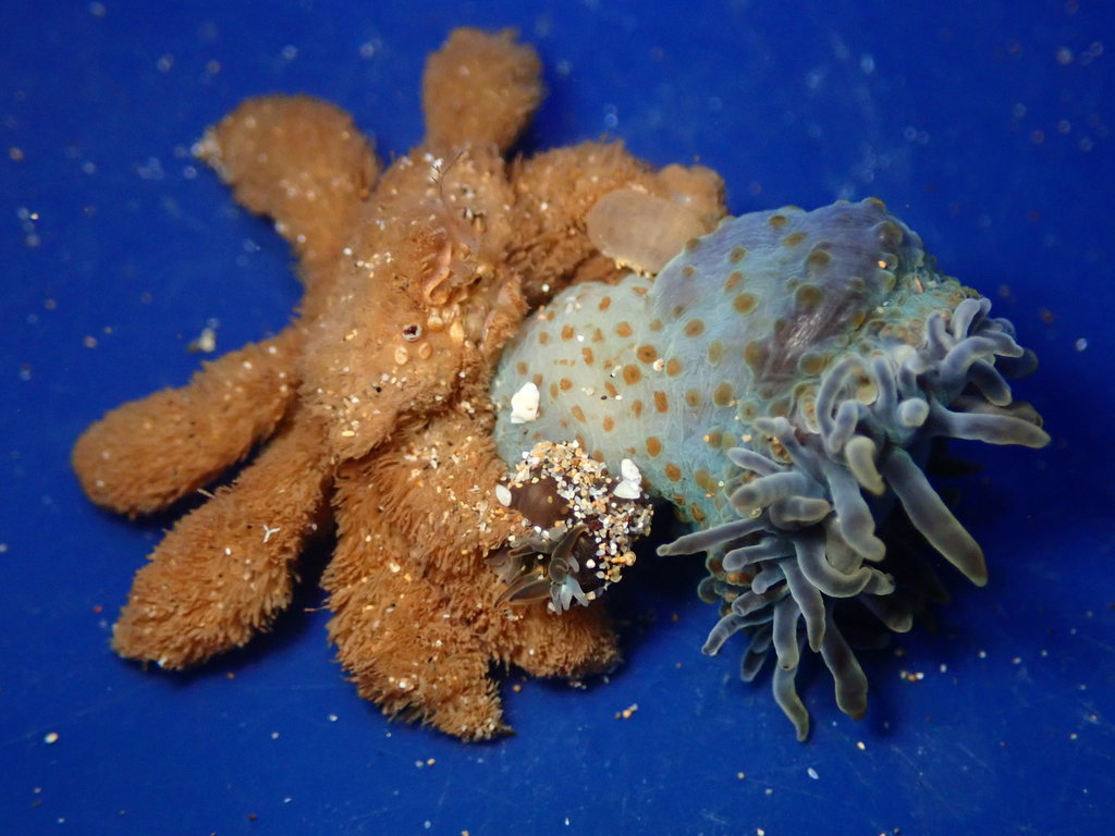 teddy-bear crab