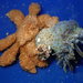 Teddy Bear Crab - Photo (c) Cricket Raspet, some rights reserved (CC BY), uploaded by Cricket Raspet