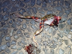 Hylambates maculatus