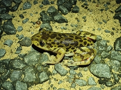 Hylambates maculatus