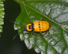 Chauliognathus missionum