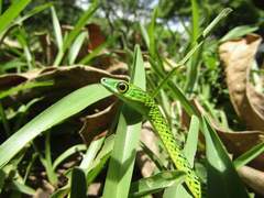 Philothamnus punctatus