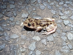 Hylambates maculatus