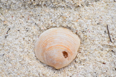 Ctena orbiculata
