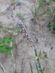 Pterocaulon lorentzii