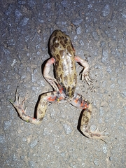 Hylambates maculatus