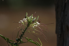 Cleome spinosa