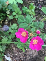 Rosa spithamea