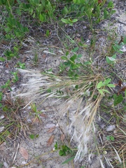 Andropogon arenarius