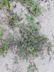 Stylosanthes viscosa