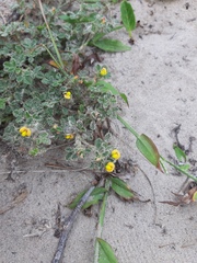 Stylosanthes viscosa