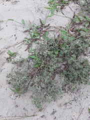 Stylosanthes viscosa