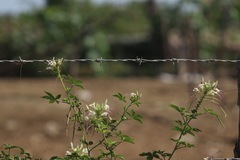 Cleome spinosa
