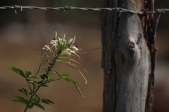 Cleome spinosa