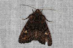 Neumichtis spumigera