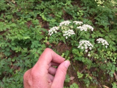 Ligusticum apiifolium