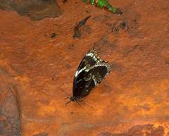 Morpho helenor achillides