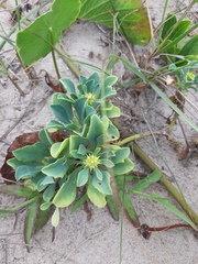 Acicarpha bonariensis